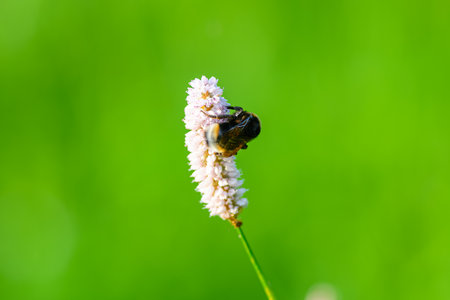 A Beautiful Bee Pollinating a Flower Set Against a Vibrant Green Background in Natureの写真素材