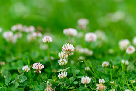 Delicate Clovers Blooming Beautifully in a Lush and Vibrant Green Field Full of Lifeの写真素材