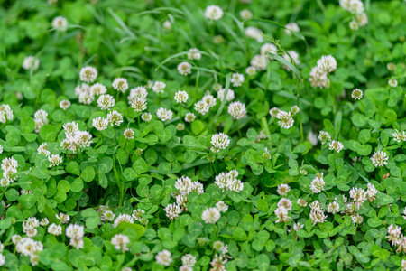 A Beautiful Field of Clover Adorned with Delicate White Flowers in Full Bloom Todayの写真素材