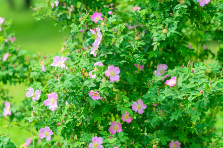 The Blooming Pink Flowers beautifully adorn the Lush Green Shrub in full bloom around us