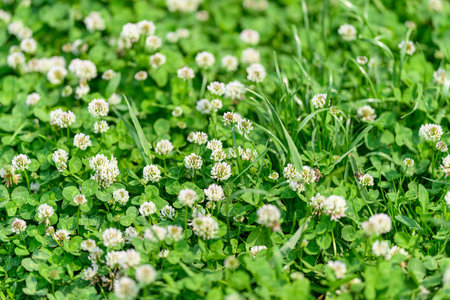 A Lush Green Clover Field with Beautiful White Flowers in Full Bloom Under the Sun