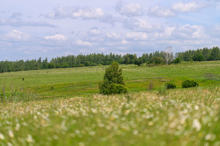 A vibrant green meadow featuring an isolated tree beautifully situated under a clear blue sky