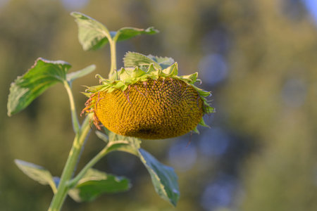 A closeup of a growing sunflower head illuminated in natural light showcasing its detailsの写真素材