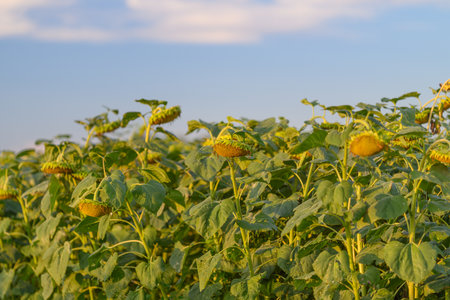 A stunningly vibrant sunflower field stretches out beautifully under a bright blue skyの写真素材