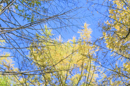 Stunning, vibrant autumn layered against a beautifully clear blue sky today