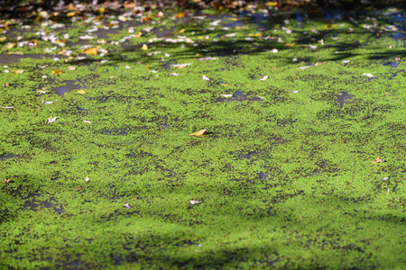 The surface of the pond, lushly covered in vibrant green algae, brings beauty and calm in autumn