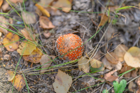 A Bright Orange Mushroom Surrounded by Colorful Autumn Leaves Found in the Forestの写真素材