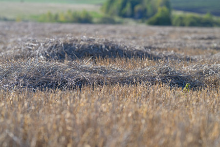 An Expansive Dry Field with Subtle Undulations and Beautiful Light Reflection Overheadの写真素材