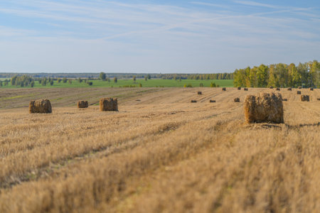 Vast Golden Fields of Hay Bales Stretching Under a Clear Blue Sky in the Countrysideの写真素材