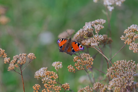 A Vibrant Butterfly Displaying Beauty in Its Natural Habitat Among Colorful Flora and Faunaの写真素材