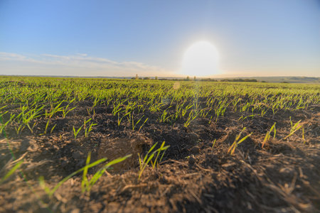 The Beautiful Sunrise Over a Lush Green Field A Stunning Display of Natures Awakening
