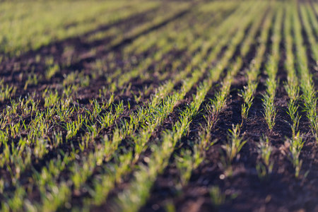 Expansive Green Crop Field with Neatly Arranged Rows of Young and Thriving Plantsの写真素材
