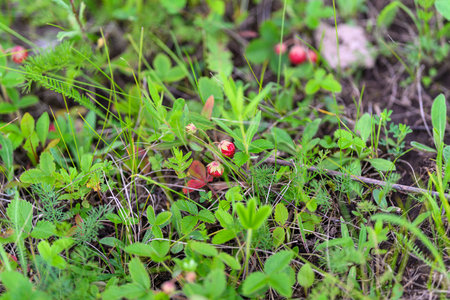 Wild Berries Nestled Among the Lush, Vibrant Greenery Found in the Beautiful Natureの写真素材