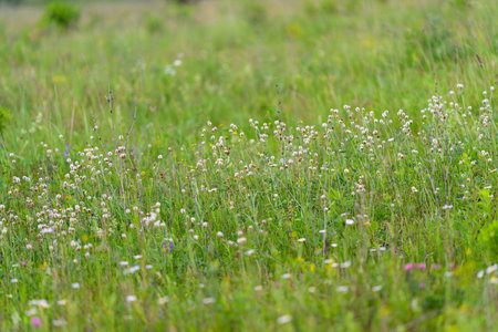 A gorgeous and vibrant wildflower meadow comes alive beautifully in the early spring season