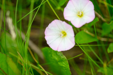 Delicate Pink Flowers Gracefully Growing Amidst a Lush Green Carpet of Soft Grass Below
