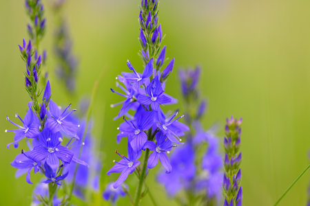 Vibrant and Beautiful Blue Wildflowers Thriving in a Serene Natural Landscape Settingの写真素材