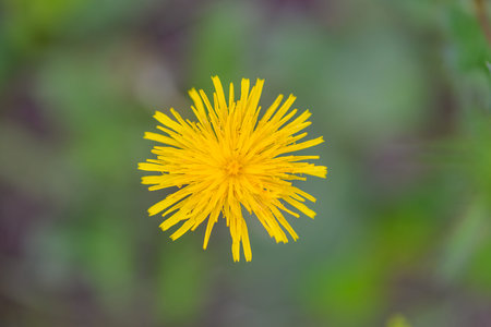 A Bright Yellow Flower Gracefully Appears in Natures Full Bloom, Radiating Cheer and Beautyの写真素材