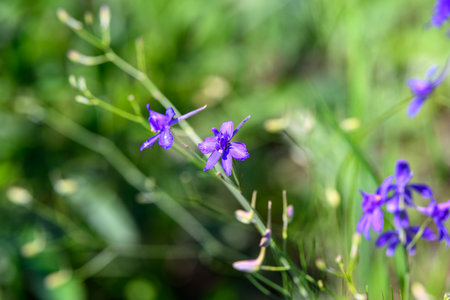 Exquisite and Stunning Purple Wildflowers Found in Their Beautiful Natural Habitatの写真素材
