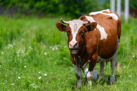 A Beautiful Brown and White Cow Grazing Peacefully in a Lush Green Field Surrounded by Natureの写真素材