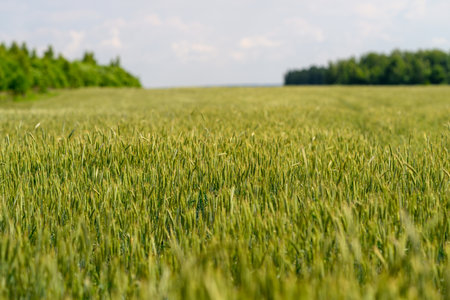A Beautiful and Vast Wheat Field Stretching Under a Clear Blue Sky on a Sunny Dayの写真素材