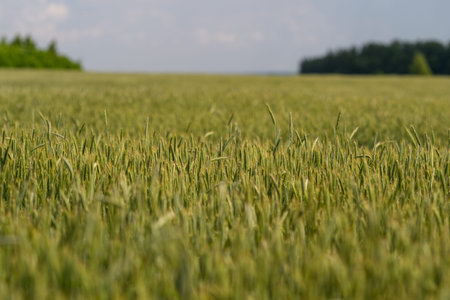 A vast and expansive Wheat Field stretches beautifully under a clear Blue Sky above it