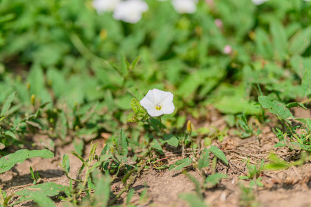 A Delicate White Flower Beautifully Placed Amidst Lush Green Foliage in Natures Designの写真素材