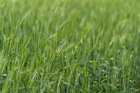 A Beautiful, Lush Wheat Field is Glimmering Under the Bright Sunlight on a Breezy, Pleasant Dayの写真素材