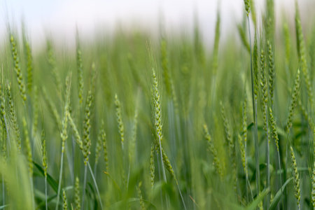 A Beautiful Lush Green Wheat Field Under Soft and Gentle Light Creating a Peaceful Atmosphere