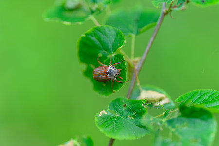 A closeup view of a Brown Beetle resting on lush Green Leaves in the midst of Nature
