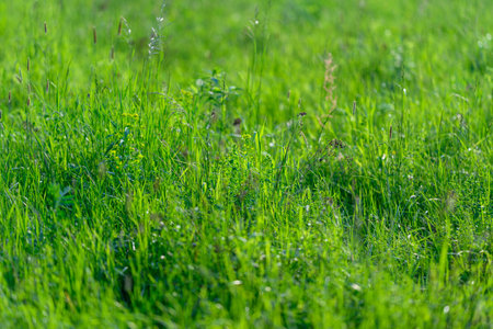 A beautiful green grass field bathed in bright daylight on a clear, sunny day, ideal for relaxation