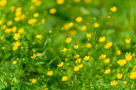 A Vibrant Field of Beautiful Yellow Buttercups in Full Bloom Under the Bright Sunshine