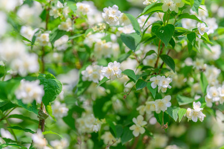 Stunning and Beautiful Jasmine Blooms Gracefully Among Lush and Vibrant Green Foliage