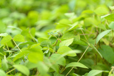 Lush green foliage flourishes in vibrant outdoor settings, enhancing the appeal