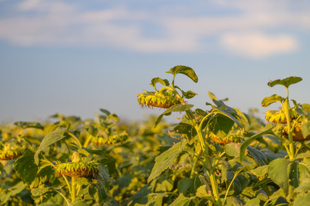 Sunflowers in a Vibrant Field of Sunshineの写真素材