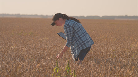 A farmer is utilizing advanced technology in the agricultural field during a stunning sunsetの写真素材