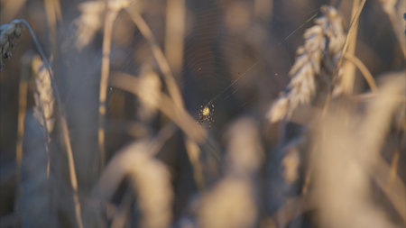 A mesmerizing Golden Wheat Field with a Spider captured in exquisite Focus and detail