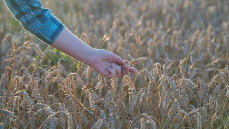 The gentle touch of a hand gliding through a golden wheat field signifies harmony with nature
