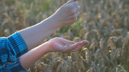 Sowing Seeds in a Beautiful Wheat Field During a Stunning Sunset at the End of the Dayの写真素材