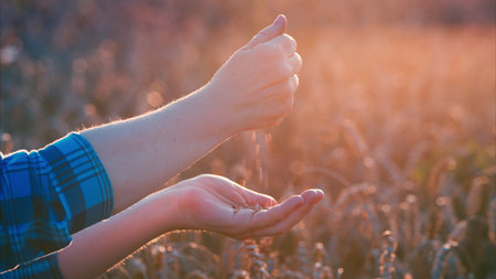 Hands Gently Releasing Seeds in a Beautiful Golden Field at Sunset in Natures Embraceの写真素材