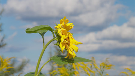 A Beautiful Yellow Flower is Blooming Against a Clear Blue Sky, Creating a Stunning Viewの写真素材