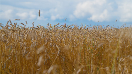 A Golden Field Stretching Under an Expressive and Colorful Sky Decorated with Cloudsの写真素材