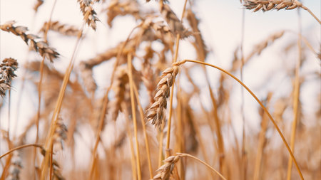 A Stunning Golden Wheat Field is Bathed in the Warm and Inviting Glow of a Beautiful Sunsetの写真素材