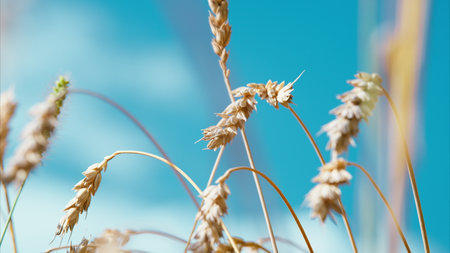 Golden Wheat Field Under a Blue Sky, an Incredible View of Natures Bounty and Beautyの写真素材