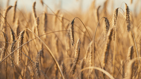 A Beautiful Golden Wheat Field at Sunset, Capturing the Wonders of Natures Beautyの写真素材