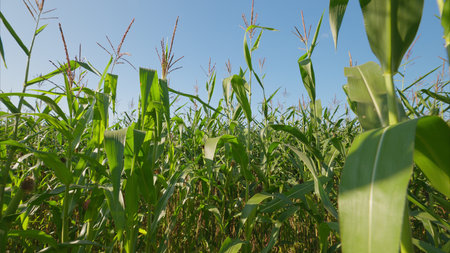 A Beautiful and Vibrant Cornfield Flourishing Under a Clear, Bright Blue Sky Above