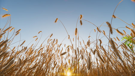 Golden Wheat Field at Sunrise, Majestically Captured in Beautiful Lighting and Colorsの写真素材