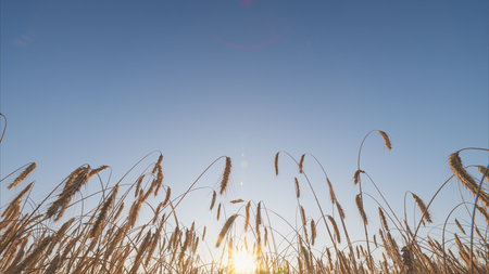 A Golden Wheat Field at Sunset with a spectacular display of colors and calm beauty in natureの写真素材