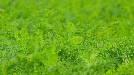 A Lush and Vibrant Green Carrot Field Bathed in Bright Daylight on a Beautiful Day