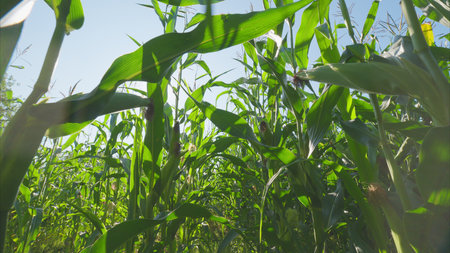A sunlit cornfield viewed through green leaves, showcasing the vibrancy of nature and agriculture
