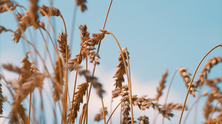 A Beautiful Golden Wheat Field Set Against a Clear and Deep Blue Sky Above Us Today